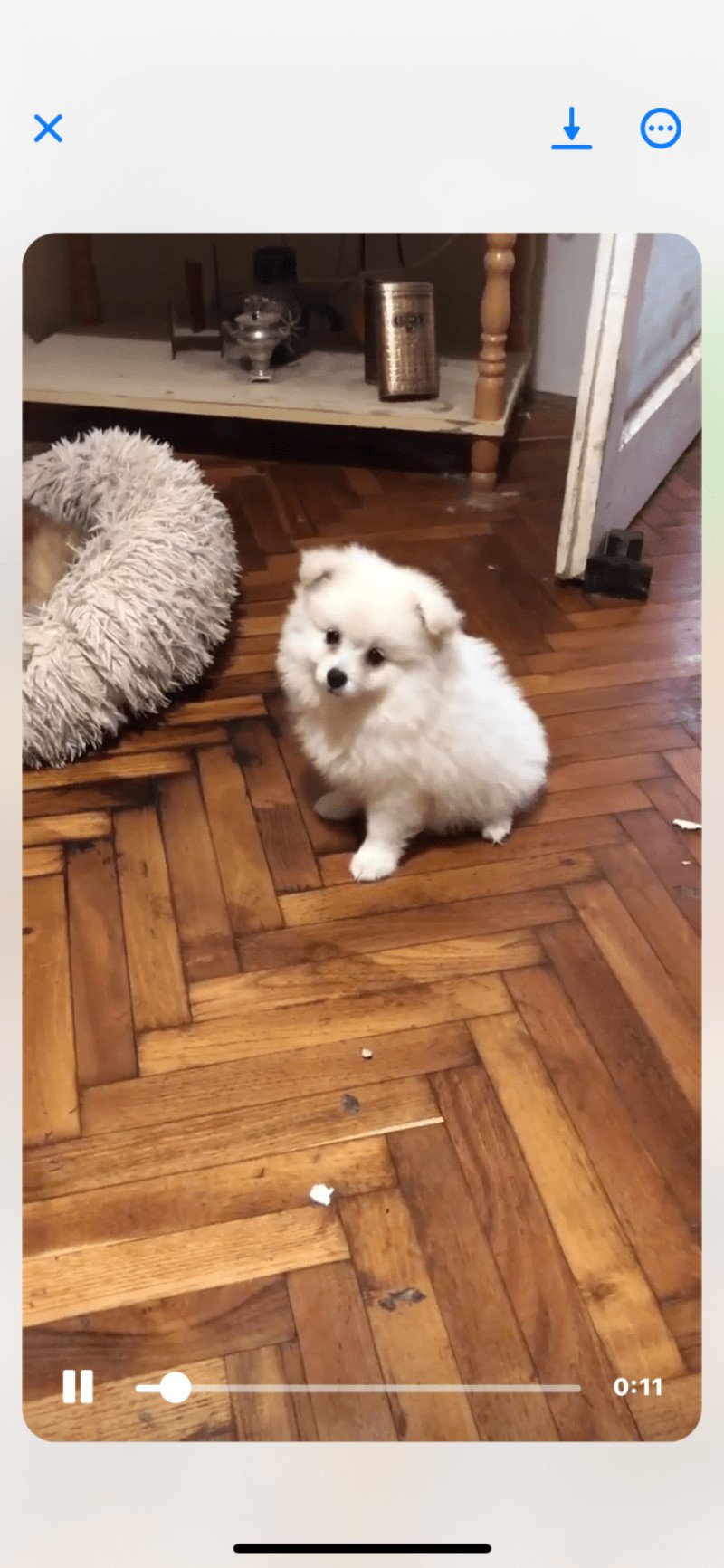 Chanel Femelle Spitz allemand