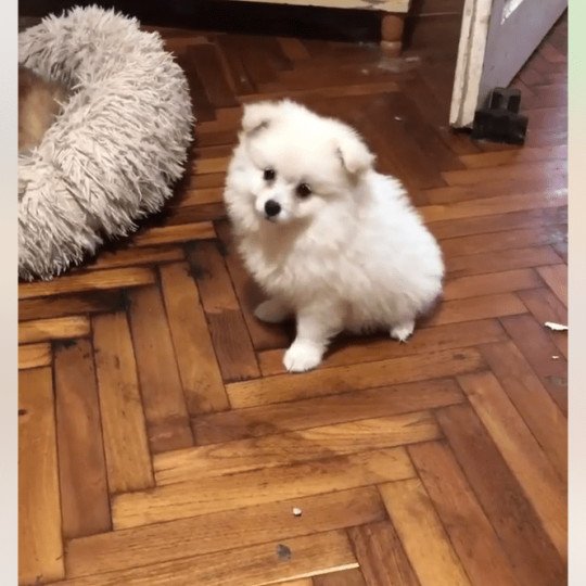 Chanel Femelle Spitz allemand