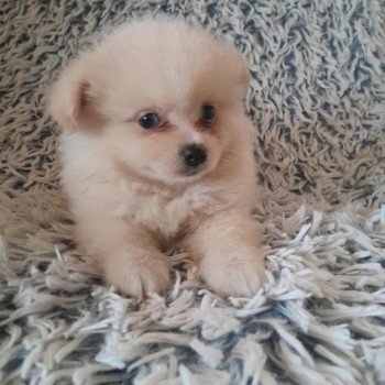 chiot Spitz allemand Channel Pomeranians Paradise