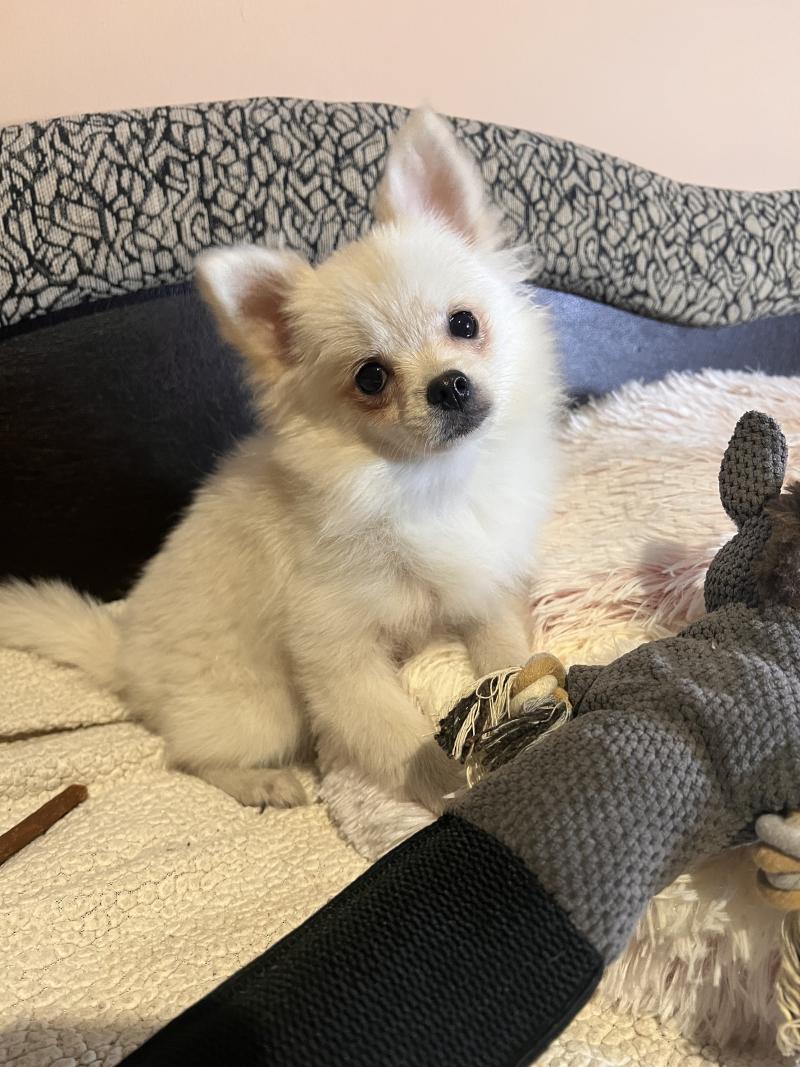 Channel Femelle Spitz allemand