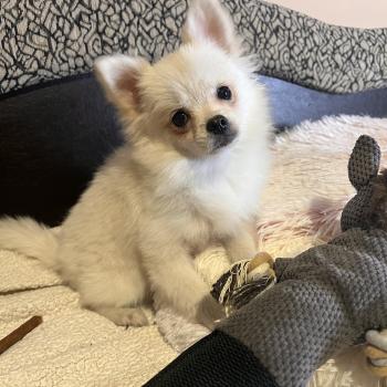 chiot Spitz allemand Channel Pomeranians Paradise