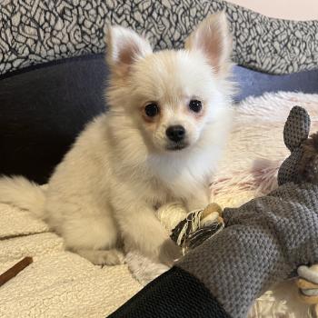 chiot Spitz allemand Channel Pomeranians Paradise