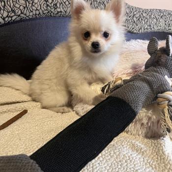 chiot Spitz allemand Channel Pomeranians Paradise