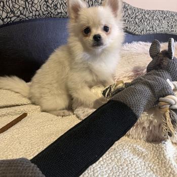 chiot Spitz allemand Channel Pomeranians Paradise