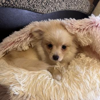 chiot Spitz allemand Channel Pomeranians Paradise