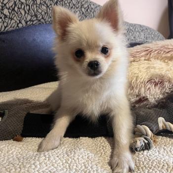 chiot Spitz allemand Channel Pomeranians Paradise