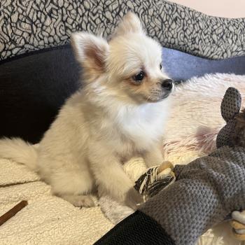 chiot Spitz allemand Channel Pomeranians Paradise