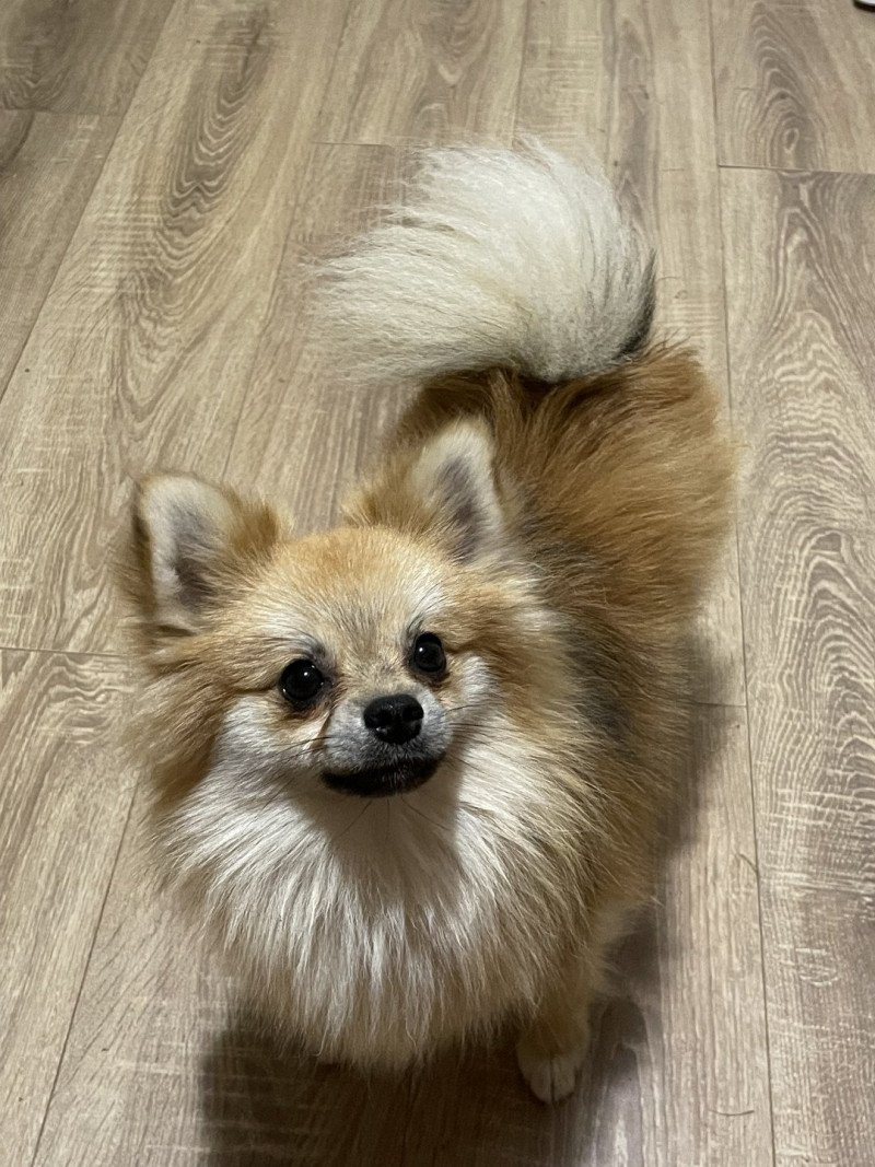 Cocco Mâle Spitz allemand Cocco Mâle Spitz allemand