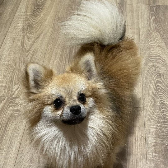 Cocco Mâle Spitz allemand