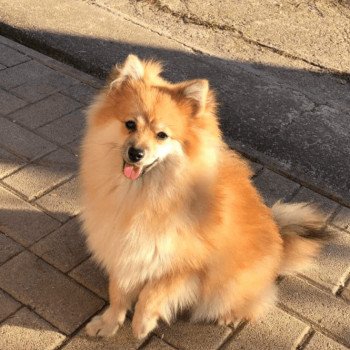 chiot Spitz allemand Orange Sable Cocco Pomeranian Paradise chiot Spitz allemand Orange Sable Cocco Pomeranian Paradise