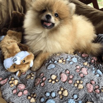 chiot Spitz allemand Orange Sable Cocco Pomeranian Paradise chiot Spitz allemand Orange Sable Cocco Pomeranian Paradise