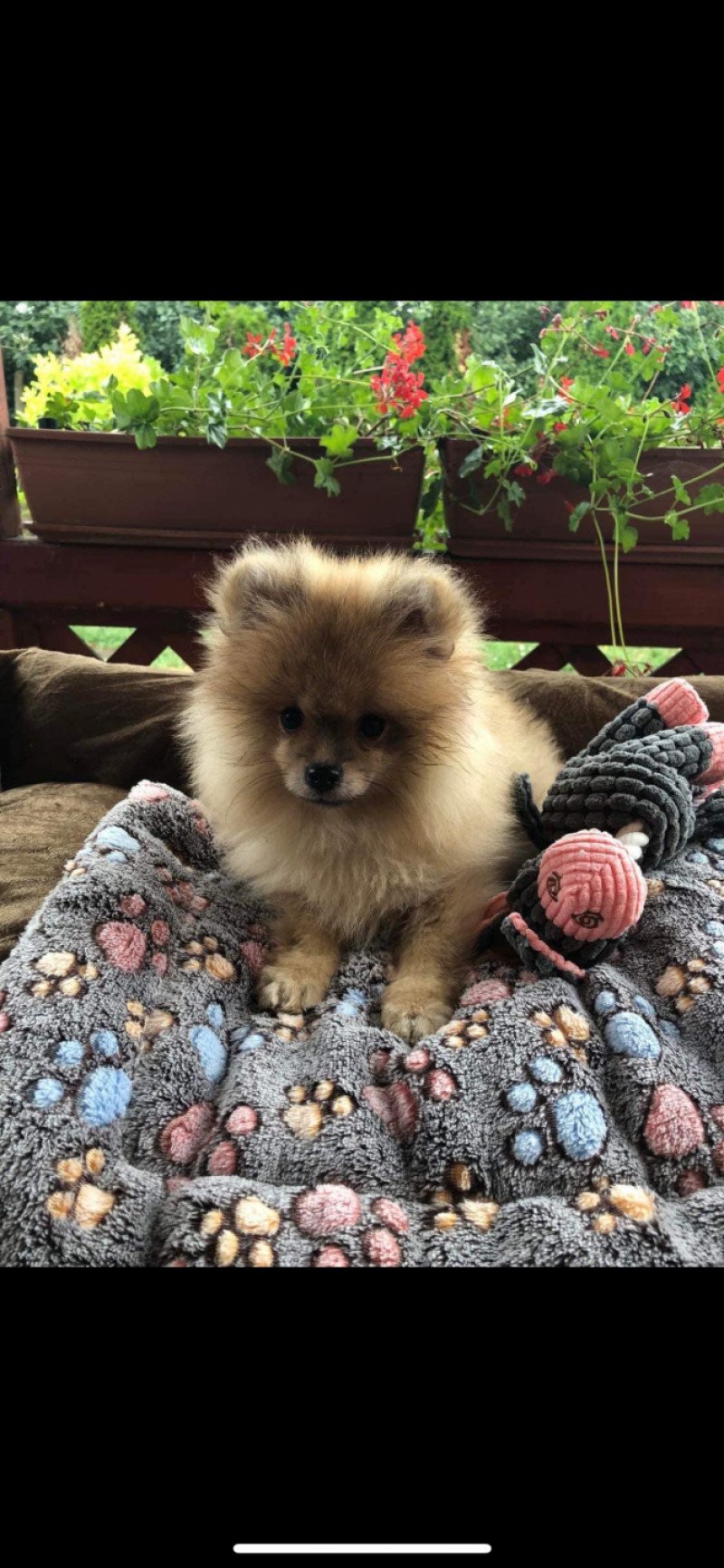 Cocco Mâle Spitz allemand