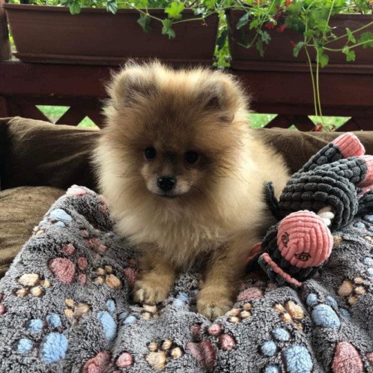 Cocco Mâle Spitz allemand