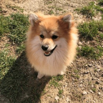 chiot Spitz allemand Orange Sable Cocco Pomeranian Paradise chiot Spitz allemand Orange Sable Cocco Pomeranian Paradise