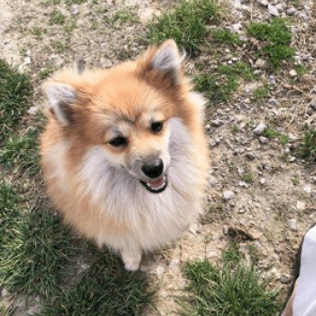 chiot Spitz allemand Orange Sable Cocco Pomeranian Paradise chiot Spitz allemand Orange Sable Cocco Pomeranian Paradise