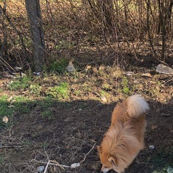 chiot Spitz allemand Orange Sable Cocco Pomeranian Paradise chiot Spitz allemand Orange Sable Cocco Pomeranian Paradise