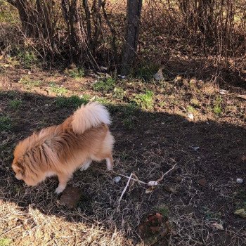 chiot Spitz allemand Orange Sable Cocco Pomeranian Paradise chiot Spitz allemand Orange Sable Cocco Pomeranian Paradise