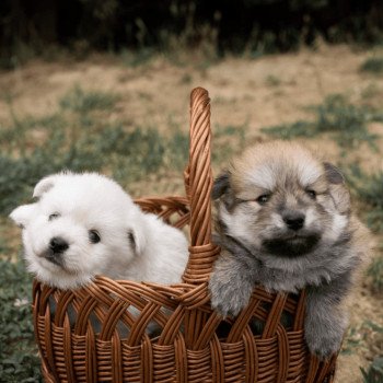 chiot Spitz allemand Orange Sable Cocco Pomeranian Paradise chiot Spitz allemand Orange Sable Cocco Pomeranian Paradise