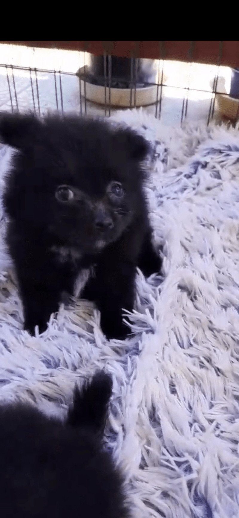 Mia Femelle Spitz allemand