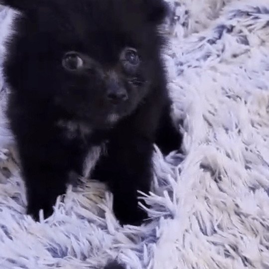 Mia Femelle Spitz allemand