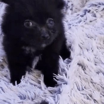 chiot Spitz allemand Femme 2 Pomeranians Paradise