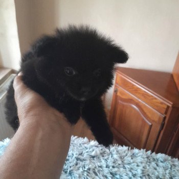 chiot Spitz allemand Femme 2 Pomeranians Paradise