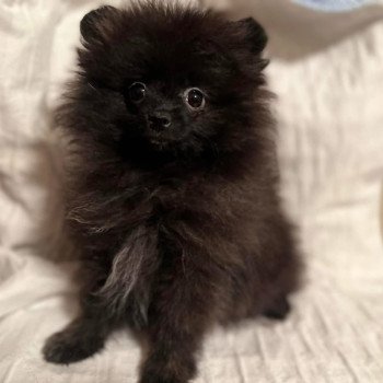 chiot Spitz allemand Mia Pomeranians Paradise