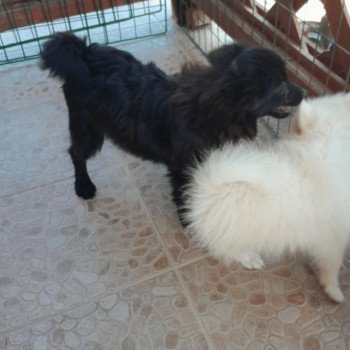 chiot Spitz allemand Mia Pomeranians Paradise