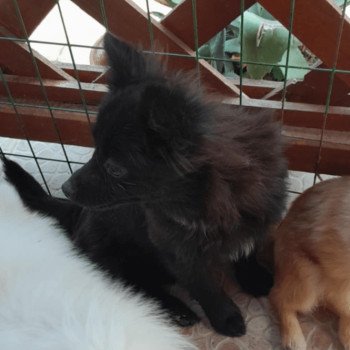 chiot Spitz allemand Mia Pomeranians Paradise