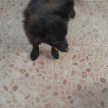 chiot Spitz allemand Mia Pomeranians Paradise