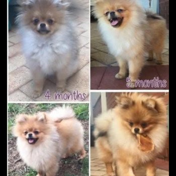 chiot Spitz allemand Mia Pomeranians Paradise