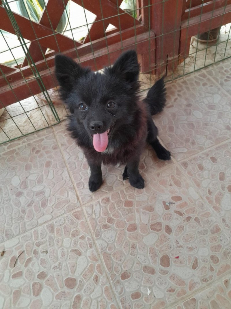 Mia Femelle Spitz allemand