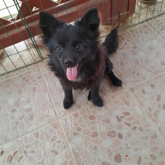 Mia Femelle Spitz allemand