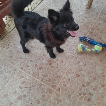 chiot Spitz allemand Mia Pomeranians Paradise