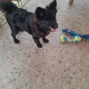 chiot Spitz allemand Mia Pomeranians Paradise