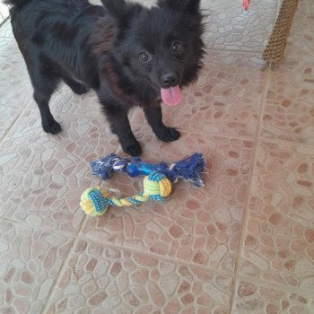 chiot Spitz allemand Mia Pomeranians Paradise