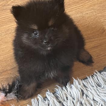 chiot Spitz allemand mâle 001 Pomeranians Paradise