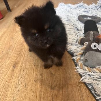 chiot Spitz allemand mâle 001 Pomeranians Paradise