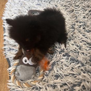 chiot Spitz allemand mâle 001 Pomeranians Paradise