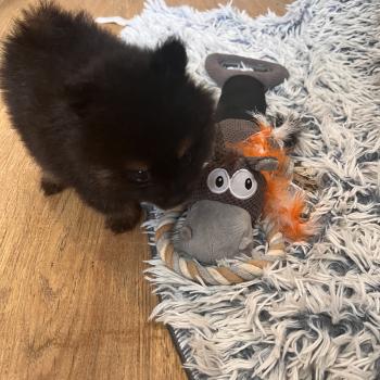 chiot Spitz allemand mâle 001 Pomeranians Paradise