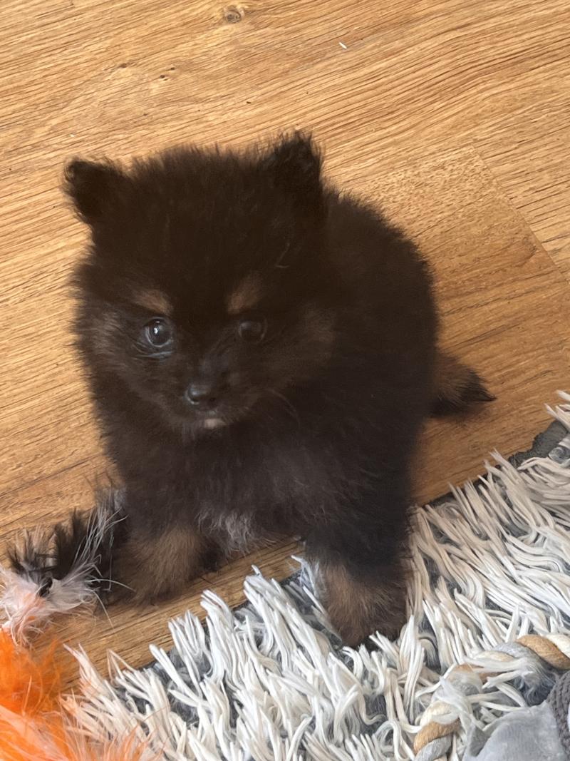 mâle 001 Mâle Spitz allemand
