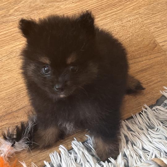 mâle 001 Mâle Spitz allemand