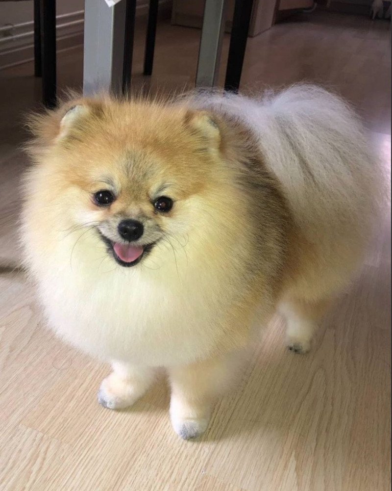 Gucci Mâle Spitz allemand