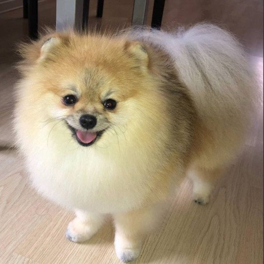 Gucci Mâle Spitz allemand