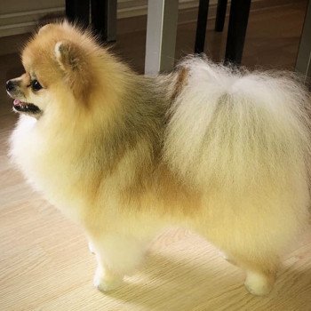 chien Spitz allemand orange sable Gucci Pomeranians Paradise