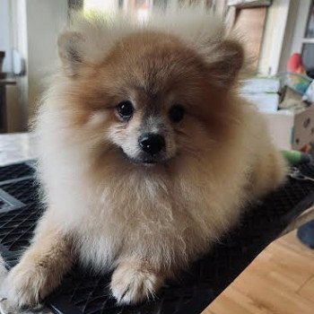 chien Spitz allemand Gucci Pomeranian Paradise
