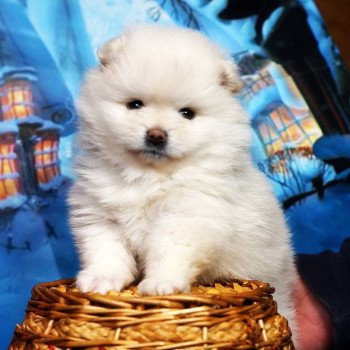 chiot Spitz allemand Tony Pomeranians Paradise