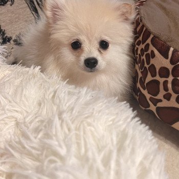 chiot Spitz allemand Tony Pomeranians Paradise