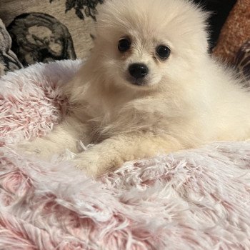 chiot Spitz allemand Tony Pomeranians Paradise