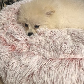 chiot Spitz allemand Tony Pomeranians Paradise